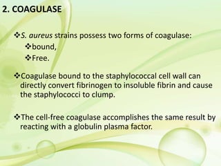 2. COAGULASE
S. aureus strains possess two forms of coagulase:
bound,
Free.
Coagulase bound to the staphylococcal cell wall can
directly convert fibrinogen to insoluble fibrin and cause
the staphylococci to clump.
The cell-free coagulase accomplishes the same result by
reacting with a globulin plasma factor.
 