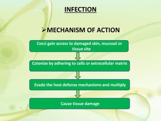 INFECTION
MECHANISM OF ACTION
Cocci gain access to damaged skin, mucosal or
tissue site
Colonize by adhering to cells or extracellular matrix
Evade the host defense mechanisms and multiply
Cause tissue damage
 
