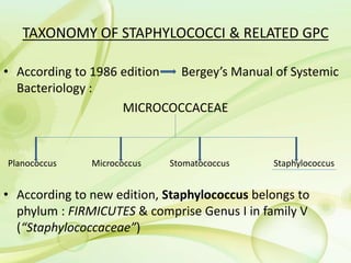 TAXONOMY OF STAPHYLOCOCCI & RELATED GPC
• According to 1986 edition Bergey’s Manual of Systemic
Bacteriology :
MICROCOCCACEAE
Planococcus Micrococcus Stomatococcus Staphylococcus
• According to new edition, Staphylococcus belongs to
phylum : FIRMICUTES & comprise Genus I in family V
(“Staphylococcaceae”)
 