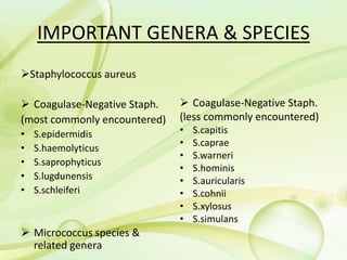 IMPORTANT GENERA & SPECIES
Staphylococcus aureus
 Coagulase-Negative Staph.
(most commonly encountered)
• S.epidermidis
• S.haemolyticus
• S.saprophyticus
• S.lugdunensis
• S.schleiferi
 Micrococcus species &
related genera
 Coagulase-Negative Staph.
(less commonly encountered)
• S.capitis
• S.caprae
• S.warneri
• S.hominis
• S.auricularis
• S.cohnii
• S.xylosus
• S.simulans
 