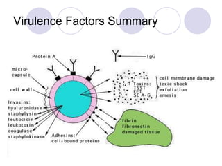 Virulence Factors Summary
 