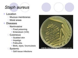 Staph aureus
 Location
 Mucous membranes
 Moist areas
 Diseases
 Noninvasive
 Food poisoning
 Enterotoxin (V/D)
 Cutaneous
 Scalded skin
 Impetigo
 Folliculitis
 Boils, styes, furunculosis
 Systemic
 Soft tissue infections
 