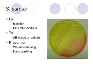 S. aureus
 Dx
Isolation
DDx MRSA/VRSA
 Tx
AB based on culture
 Prevention
Wound cleansing
Hand washing
 