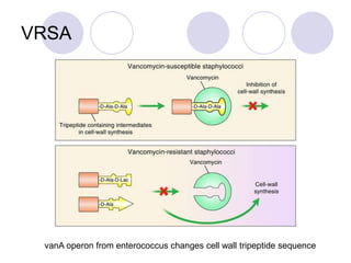 VRSA
vanA operon from enterococcus changes cell wall tripeptide sequence
 