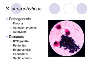 S. saprophyticus
 Pathogenesis
Fimbria
Adhesion proteins
Autolysins
 Diseases
UTI/cystitis
Peritonitis
Enopthalmitis
Endocaritis
Septic arthritis
 