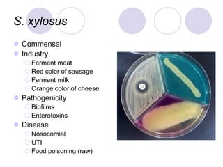 S. xylosus
 Commensal
 Industry
 Ferment meat
 Red color of sausage
 Ferment milk
 Orange color of cheese
 Pathogenicity
 Biofilms
 Enterotoxins
 Disease
 Nosocomial
 UTI
 Food poisoning (raw)
 