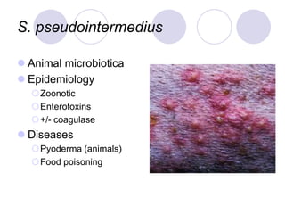 S. pseudointermedius
 Animal microbiotica
 Epidemiology
Zoonotic
Enterotoxins
+/- coagulase
 Diseases
Pyoderma (animals)
Food poisoning
 