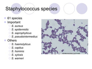 Staphylococcus species
 61 species
 Important
 S. aureus
 S. epidermidis
 S. saprophyticus
 S. pseudointermedius
 Others
 S. haemolyticus
 S. capitus
 S. hominis
 S. xylosis
 S. warneri
 
