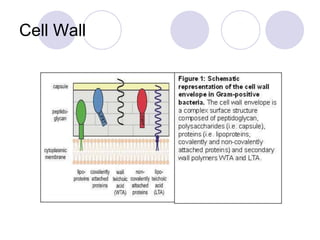 Cell Wall
 