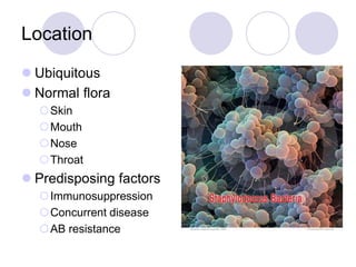 Location
 Ubiquitous
 Normal flora
Skin
Mouth
Nose
Throat
 Predisposing factors
Immunosuppression
Concurrent disease
AB resistance
 