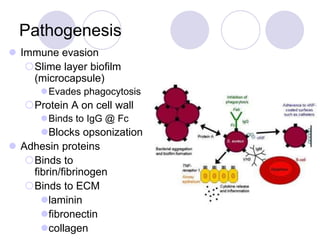 Pathogenesis
 Immune evasion
Slime layer biofilm
(microcapsule)
Evades phagocytosis
Protein A on cell wall
Binds to IgG @ Fc
Blocks opsonization
 Adhesin proteins
Binds to
fibrin/fibrinogen
Binds to ECM
laminin
fibronectin
collagen
 