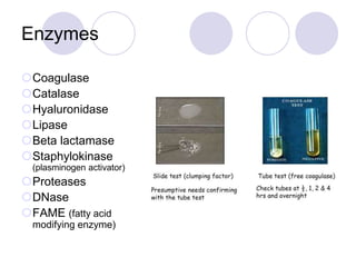 Enzymes
Coagulase
Catalase
Hyaluronidase
Lipase
Beta lactamase
Staphylokinase
(plasminogen activator)
Proteases
DNase
FAME (fatty acid
modifying enzyme)
 