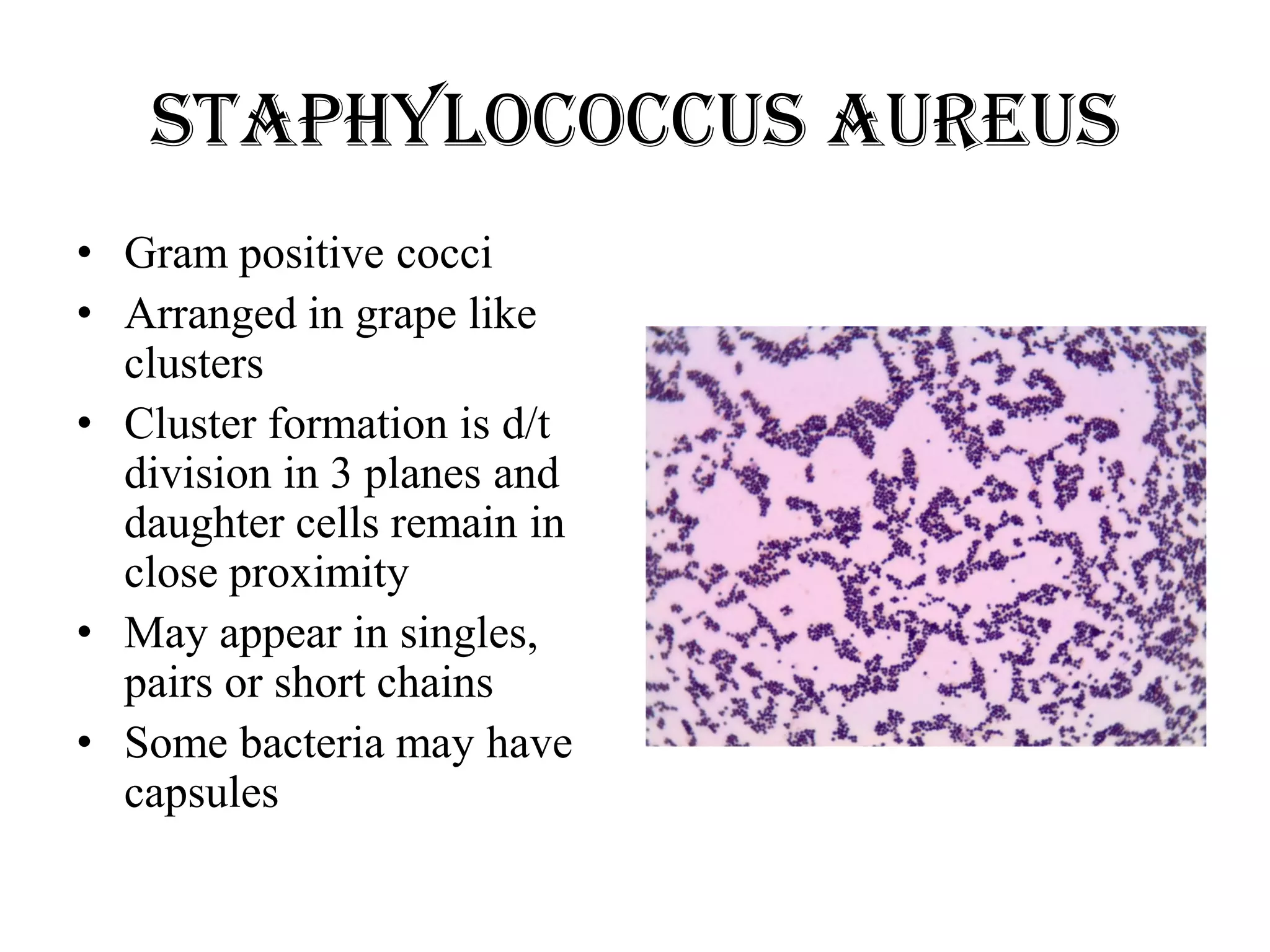 Staphylococcus | PPT