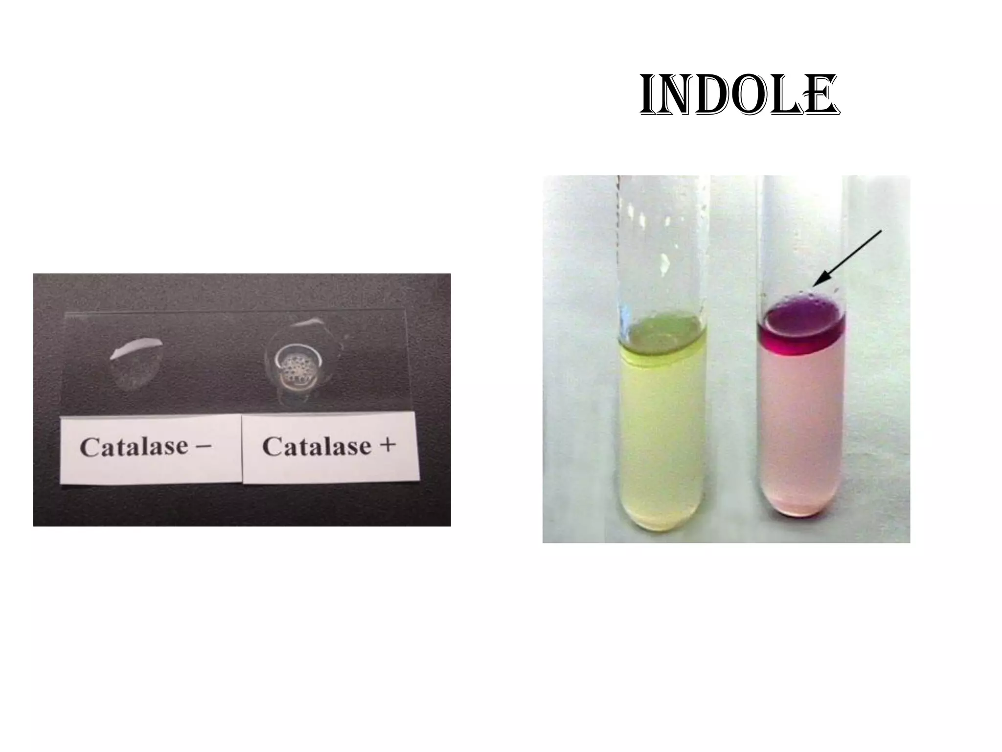 Indole
 