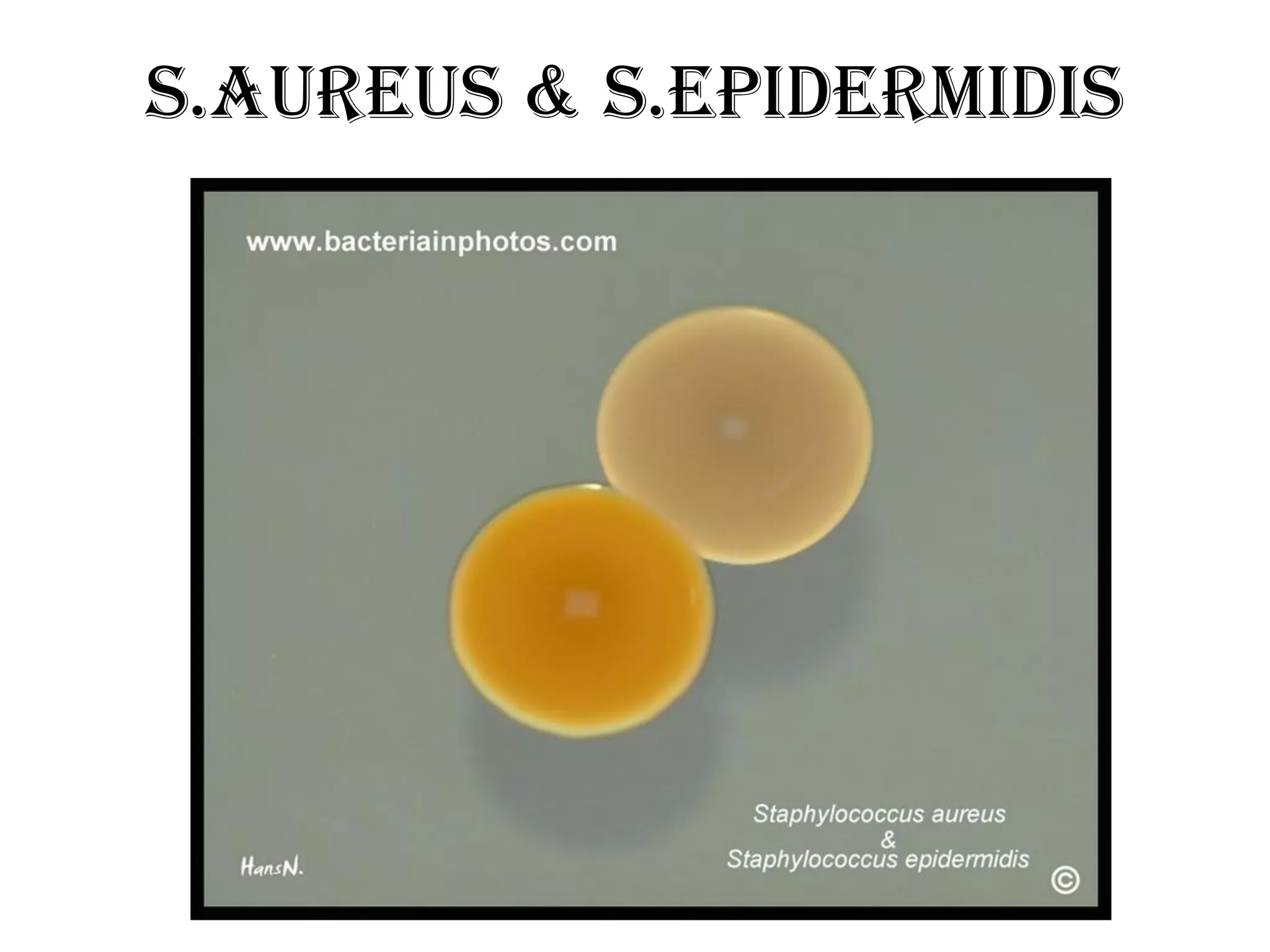 Staphylococcus | PPT