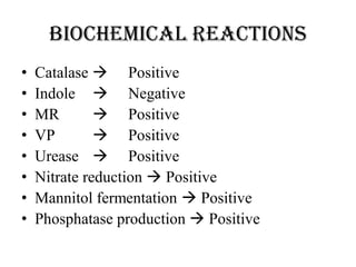 Biochemical reactions
• Catalase  Positive
• Indole  Negative
• MR  Positive
• VP  Positive
• Urease  Positive
• Nitrate reduction  Positive
• Mannitol fermentation  Positive
• Phosphatase production  Positive
 