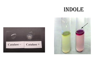 Indole
 