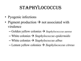 Staphylococcus
• Pyogenic infections
• Pigment production  not associated with
virulence
– Golden yellow colonies  Staphylococccus aureus
– White colonies  Staphylococcus epidermidis
– White colonies  Staphylococcus albus
– Lemon yellow colonies  Staphylococcus citreus
 