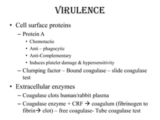 virulence
• Cell surface proteins
– Protein A
• Chemotactic
• Anti – phagocytic
• Anti-Complementary
• Induces platelet damage & hypersensitivity
– Clumping factor – Bound coagulase – slide coagulase
test
• Extracellular enzymes
– Coagulase clots human/rabbit plasma
– Coagulase enzyme + CRF  coagulum (fibrinogen to
fibrin clot) – free coagulase- Tube coagulase test
 