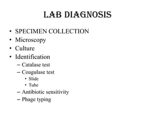 LAB DIAGNOSIS
• SPECIMEN COLLECTION
• Microscopy
• Culture
• Identification
– Catalase test
– Coagulase test
• Slide
• Tube
– Antibiotic sensitivity
– Phage typing
 