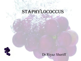 Staphylococcus
Dr.Riyaz Sheriff
 