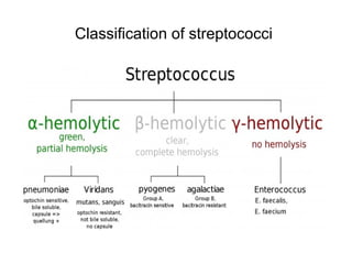 Classification of streptococci
 
