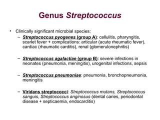 Genus Streptococcus
• Clinically significant microbial species:
– Streptococcus pyogenes (group A): cellulitis, pharyngitis,
scarlet fever + complications: articular (acute rheumatic fever),
cardiac (rheumatic carditis), renal (glomerulonephritis)
– Streptococcus agalactiae (group B): severe infections in
neonates (pneumonia, meningitis), urogenital infections, sepsis
– Streptococcus pneumoniae: pneumonia, bronchopneumonia,
meningitis
– Viridans streptococci: Streptococcus mutans, Streptococcus
sanguis, Streptococcus anginosus (dental caries, periodontal
disease + septicaemia, endocarditis)
 