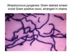 Streptococcus pyogenes: Gram stained smear:
ovoid Gram positive cocci, arranged in chains
 