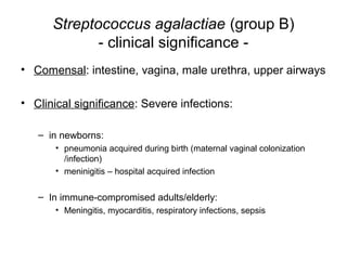 Streptococcus agalactiae (group B)
- clinical significance -
• Comensal: intestine, vagina, male urethra, upper airways
• Clinical significance: Severe infections:
– in newborns:
• pneumonia acquired during birth (maternal vaginal colonization
/infection)
• meninigitis – hospital acquired infection
– In immune-compromised adults/elderly:
• Meningitis, myocarditis, respiratory infections, sepsis
 
