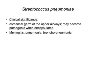 Streptococcus pneumoniae
• Clinical significance:
• comensal germ of the upper airways; may become
pathogenic when encapsulated
• Meningitis, pneumonia, broncho-pneumonia
 