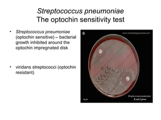 Streptococcus pneumoniae
The optochin sensitivity test
• Streptococcus pneumoniae
(optochin sensitive) – bacterial
growth inhibited around the
optochin impregnated disk
• viridans streptococci (optochin
resistant)
 