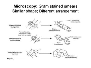 Microscopy: Gram stained smears
Similar shape; Different arrangement
 