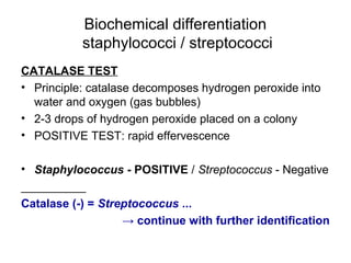 Biochemical differentiation
staphylococci / streptococci
CATALASE TEST
• Principle: catalase decomposes hydrogen peroxide into
water and oxygen (gas bubbles)
• 2-3 drops of hydrogen peroxide placed on a colony
• POSITIVE TEST: rapid effervescence
• Staphylococcus - POSITIVE / Streptococcus - Negative
__________
Catalase (-) = Streptococcus ...
→ continue with further identification
 