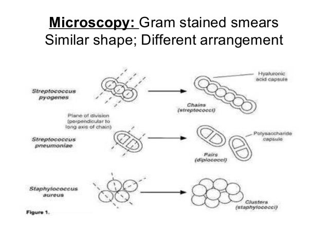 Стафилококк золотистый схема. Молекулярная генетика микробиология. Каталаза биохимия стрептококки. Стрептококк строение клетки. Генетика микроорганизмов фото ватман.