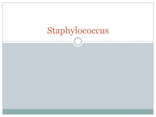 Staphylococcus

 