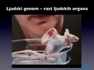 Ljudski genom – rast ljudskih organa
 