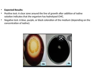 • Expected Results:
• Positive test: A clear zone around the line of growth after addition of iodine
solution indicates that the organism has hydrolyzed CMC.
• Negative test: A blue, purple, or black coloration of the medium (depending on the
concentration of iodine).
 