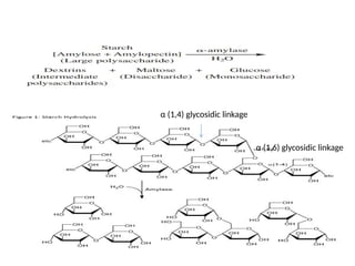 α (1,6) glycosidic linkage
α (1,4) glycosidic linkage
 