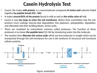 Casein Hydrolysis Test
• Casein, the major milk protein, is a macromolecule composed of amino acid subunits linked
together by peptide bonds (CO—NH).
• It makes around 85% of the protein found in milk as well as the white color of milk.
• Casein is way too large to enter the cell membrane. Before their assimilation into the cell,
proteins must undergo step-by-step degradation into peptones, polypeptides, dipeptides,
and ultimately into their building blocks, amino acids.
• These are mediated by extracellular enzymes called proteases. The function of these
proteases is to cleave the peptide bond CO–NH by introducing water into the molecule.
• The reaction then liberates the amino acids which are low-molecular in weight which can be
transported through the cell membrane for use in the synthesis of structural and functional
cellular proteins.
Figure: proteolysis
 