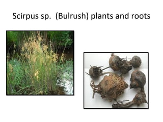 Starch Grain and Phytolith Evidence of Seed and Tuber Processing | PPT