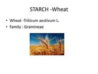 Starches | PPTX