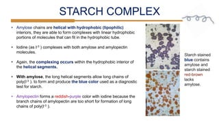STARCH COMPLEX
• Amylose chains are helical with hydrophobic (lipophilic)
interiors, they are able to form complexes with linear hydrophobic
portions of molecules that can fit in the hydrophobic tube.
• Iodine (as I-3 ) complexes with both amylose and amylopectin
molecules.
• Again, the complexing occurs within the hydrophobic interior of
the helical segments.
• With amylose, the long helical segments allow long chains of
poly(I-3 ). to form and produce the blue color used as a diagnostic
test for starch.
• Amylopectin forms a reddish-purple color with iodine because the
branch chains of amylopectin are too short for formation of long
chains of poly(I-3 ).
Starch stained
blue contains
amylose and
starch stained
red-brown
lacks
amylose.
 