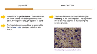 AMYLOSE AMYLOPECTIN
It contribute to gel formation. This is because
the linear chains can orient parallel to each
other, moving close enough together to bond.
Amylose is the compound that is responsible
for the blue color produced by iodine with
starch.
The branched amylopectin molecules give
viscosity to the cooked paste. This is partially
due to the role it serves in maintaining the
swollen granule.
Wheat starch granules stained with iodine
 