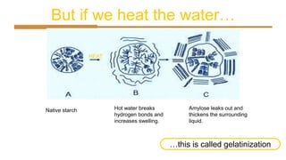 But if we heat the water…
Hot water breaks
hydrogen bonds and
increases swelling.
Native starch
HEAT
Amylose leaks out and
thickens the surrounding
liquid.
…this is called gelatinization
 