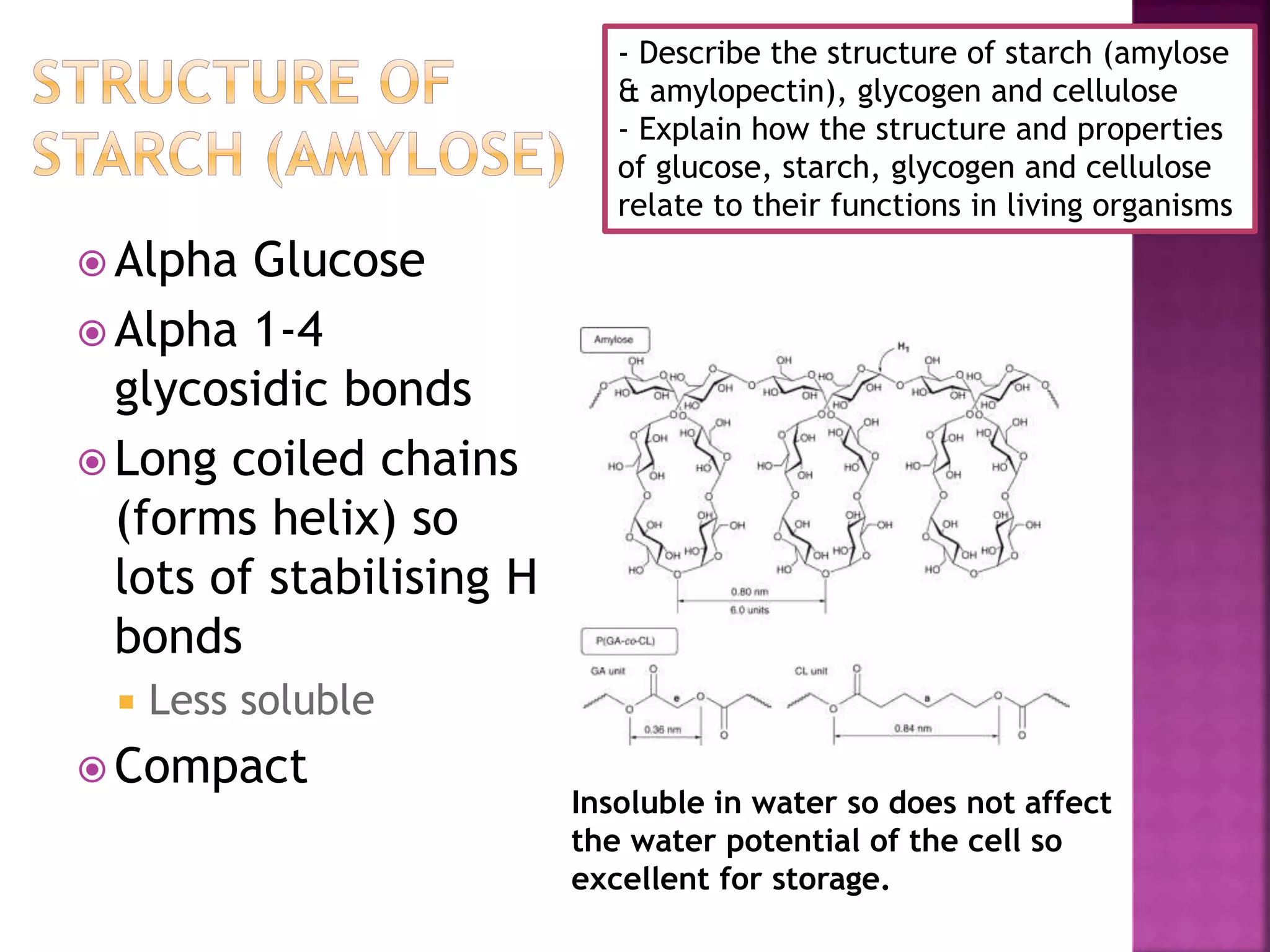  Alpha Glucose
 Alpha 1-4
glycosidic bonds
 Long coiled chains
(forms helix) so
lots of stabilising H
bonds
 Less soluble
 Compact
Insoluble in water so does not affect
the water potential of the cell so
excellent for storage.
- Describe the structure of starch (amylose
& amylopectin), glycogen and cellulose
- Explain how the structure and properties
of glucose, starch, glycogen and cellulose
relate to their functions in living organisms
 