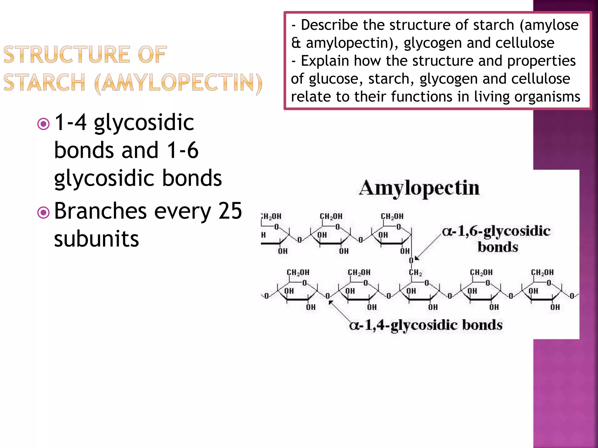  1-4 glycosidic
bonds and 1-6
glycosidic bonds
 Branches every 25
subunits
- Describe the structure of starch (amylose
& amylopectin), glycogen and cellulose
- Explain how the structure and properties
of glucose, starch, glycogen and cellulose
relate to their functions in living organisms
 