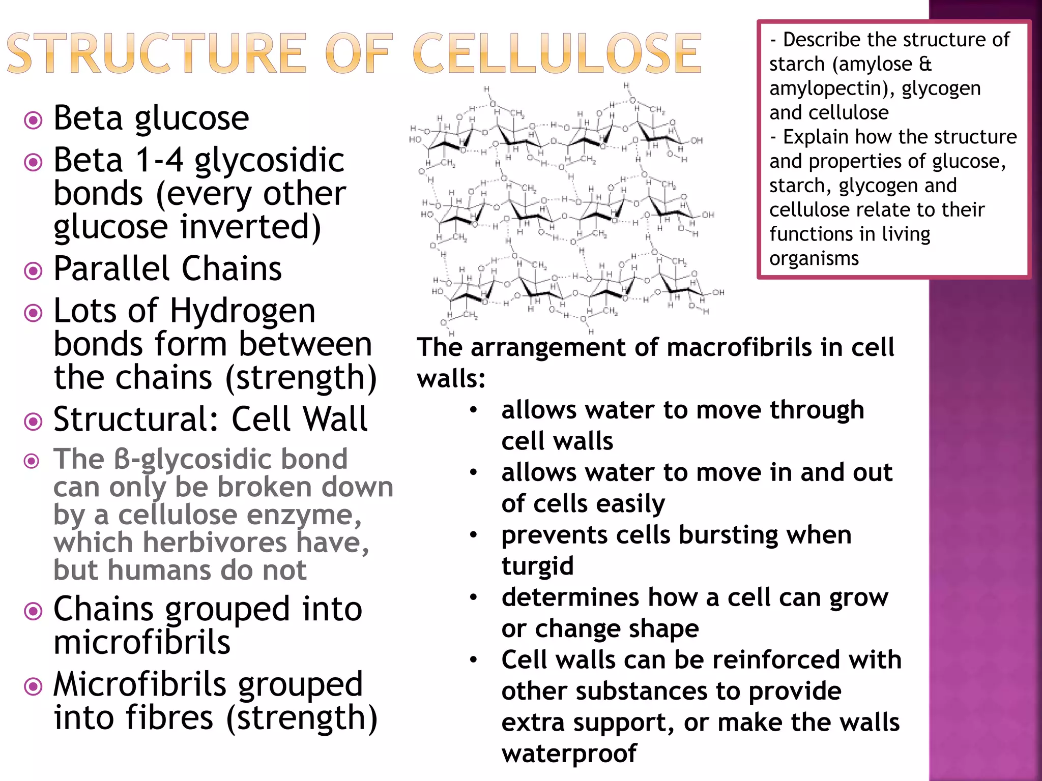  Beta glucose
 Beta 1-4 glycosidic
bonds (every other
glucose inverted)
 Parallel Chains
 Lots of Hydrogen
bonds form between
the chains (strength)
 Structural: Cell Wall
 The β-glycosidic bond
can only be broken down
by a cellulose enzyme,
which herbivores have,
but humans do not
 Chains grouped into
microfibrils
 Microfibrils grouped
into fibres (strength)
The arrangement of macrofibrils in cell
walls:
• allows water to move through
cell walls
• allows water to move in and out
of cells easily
• prevents cells bursting when
turgid
• determines how a cell can grow
or change shape
• Cell walls can be reinforced with
other substances to provide
extra support, or make the walls
waterproof
- Describe the structure of
starch (amylose &
amylopectin), glycogen
and cellulose
- Explain how the structure
and properties of glucose,
starch, glycogen and
cellulose relate to their
functions in living
organisms
 