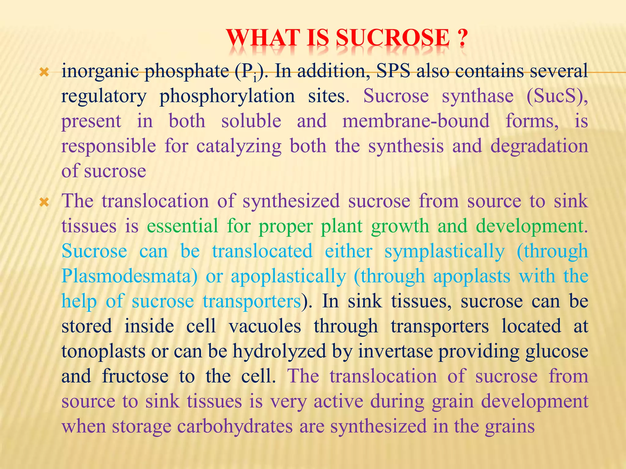 WHAT IS SUCROSE ?
 inorganic phosphate (Pi). In addition, SPS also contains several
regulatory phosphorylation sites. Sucrose synthase (SucS),
present in both soluble and membrane-bound forms, is
responsible for catalyzing both the synthesis and degradation
of sucrose
 The translocation of synthesized sucrose from source to sink
tissues is essential for proper plant growth and development.
Sucrose can be translocated either symplastically (through
Plasmodesmata) or apoplastically (through apoplasts with the
help of sucrose transporters). In sink tissues, sucrose can be
stored inside cell vacuoles through transporters located at
tonoplasts or can be hydrolyzed by invertase providing glucose
and fructose to the cell. The translocation of sucrose from
source to sink tissues is very active during grain development
when storage carbohydrates are synthesized in the grains
 
