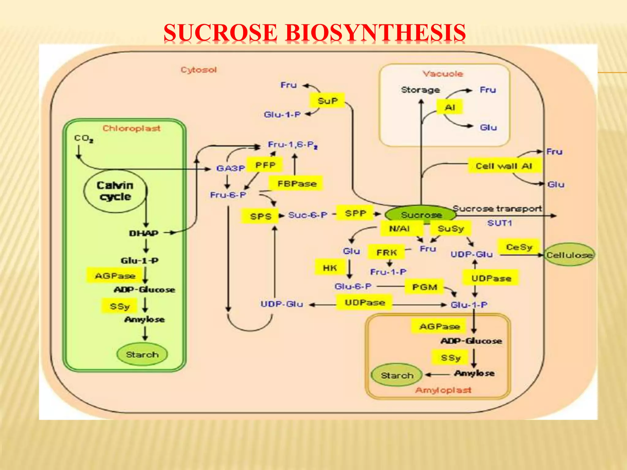 SUCROSE BIOSYNTHESIS
 