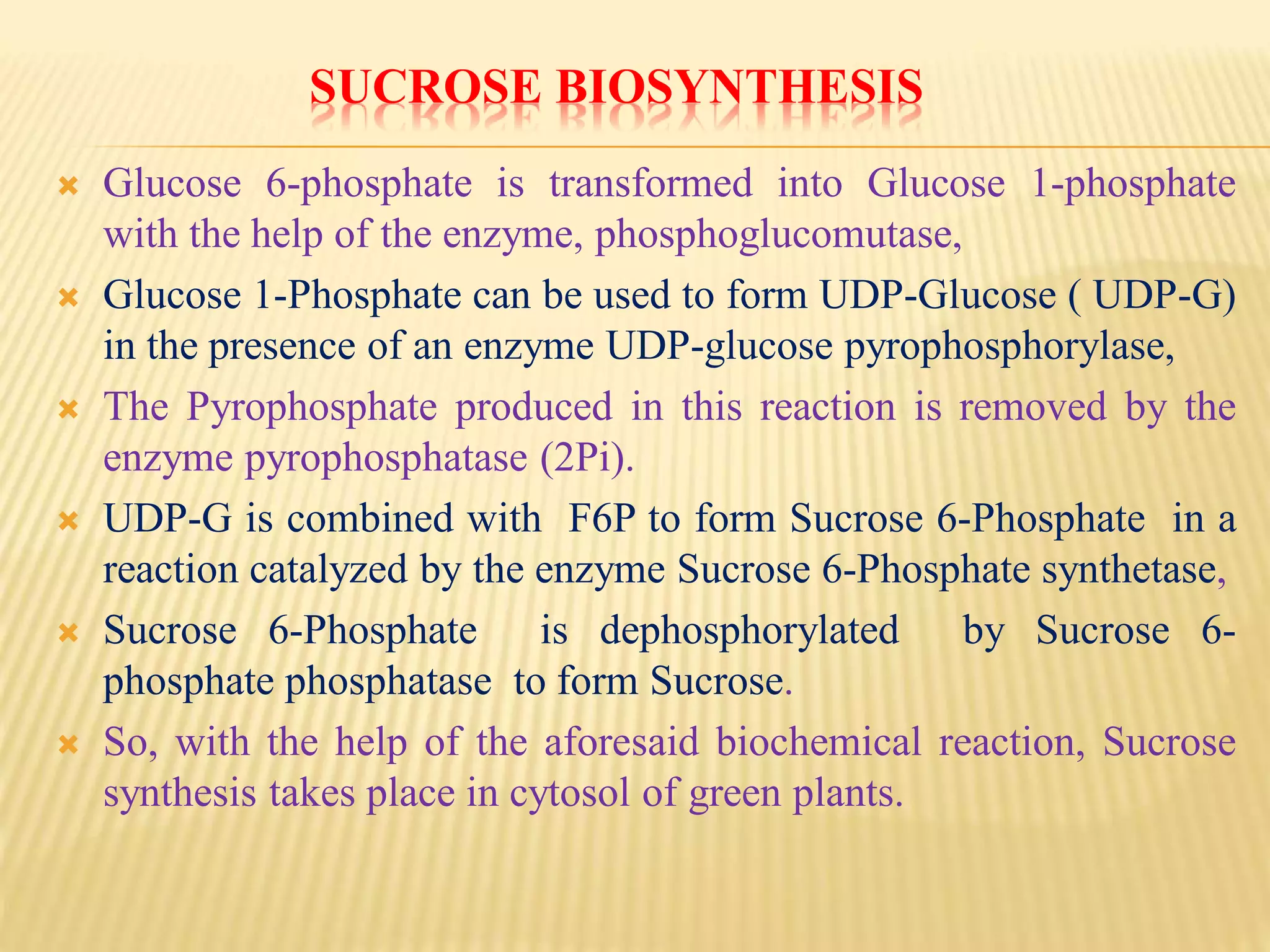SUCROSE BIOSYNTHESIS
 Glucose 6-phosphate is transformed into Glucose 1-phosphate
with the help of the enzyme, phosphoglucomutase,
 Glucose 1-Phosphate can be used to form UDP-Glucose ( UDP-G)
in the presence of an enzyme UDP-glucose pyrophosphorylase,
 The Pyrophosphate produced in this reaction is removed by the
enzyme pyrophosphatase (2Pi).
 UDP-G is combined with F6P to form Sucrose 6-Phosphate in a
reaction catalyzed by the enzyme Sucrose 6-Phosphate synthetase,
 Sucrose 6-Phosphate is dephosphorylated by Sucrose 6-
phosphate phosphatase to form Sucrose.
 So, with the help of the aforesaid biochemical reaction, Sucrose
synthesis takes place in cytosol of green plants.
 